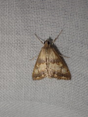 Evergestis marionalis