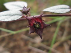 Brachystelma pulchellum