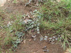 Brachystelma pulchellum