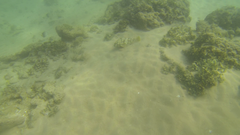 Epinephelus merra