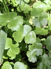 Hydrocotyle cryptocarpa