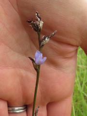 Aristea torulosa