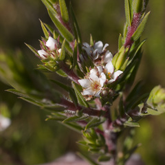 Diosma subulata