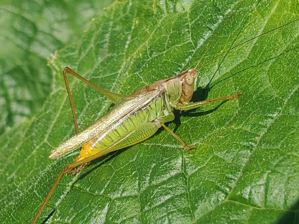 Agile Meadow Grasshopper