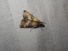 Evergestis marionalis