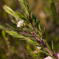 Diosma subulata