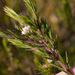Diosma subulata - Photo (c) Carina Lochner, alguns direitos reservados (CC BY-NC), uploaded by Carina Lochner