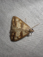 Evergestis marionalis