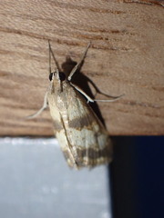 Evergestis marionalis