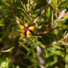 Diosma subulata