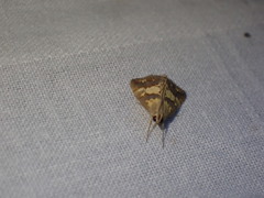 Evergestis marionalis