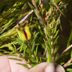 Diosma subulata