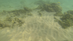 Epinephelus merra
