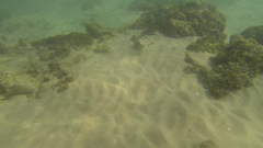 Epinephelus merra
