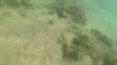 Epinephelus merra