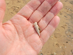 Turritellinella tricarinata