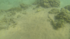 Epinephelus merra