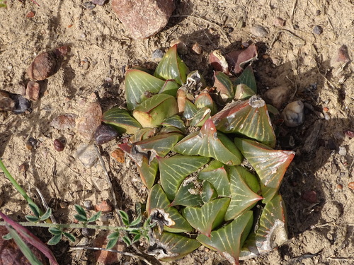 Haworthia retusa