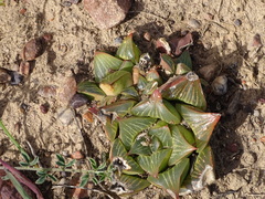 Haworthia retusa