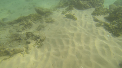 Epinephelus merra