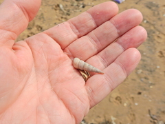 Turritellinella tricarinata