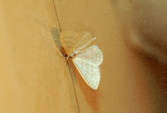 Idaea belemiata