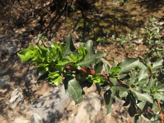 Escallonia myrtoidea