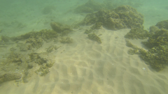 Epinephelus merra