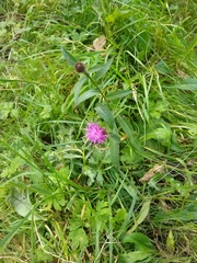 Centaurea nigra