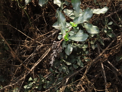 Escallonia myrtoidea