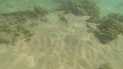 Epinephelus merra