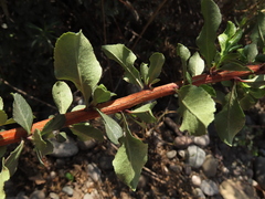 Escallonia myrtoidea