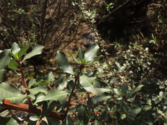 Escallonia myrtoidea