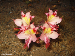 Alstroemeria diluta