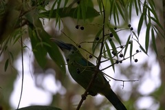 Aulacorhynchus coeruleicinctis