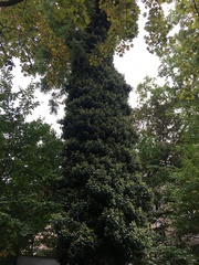 Hedera helix