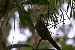 Aulacorhynchus coeruleicinctis