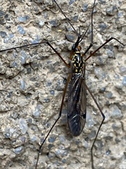 Nephrotoma pratensis