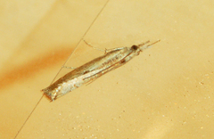 Agriphila trabeatellus