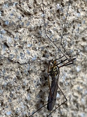 Nephrotoma pratensis