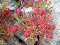 Alstroemeria graminea