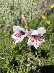 Gladiolus variegatus