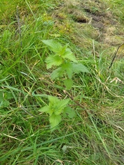Urtica dioica