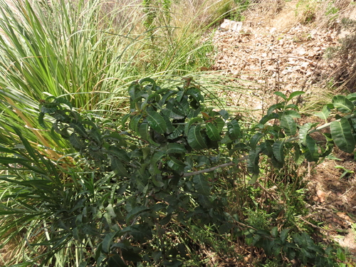 Schinus latifolia, photograph 1