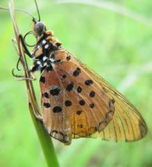 Acraea oncaea