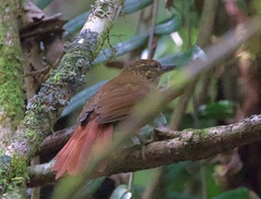 Anabacerthia striaticollis