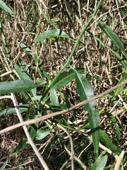 Solanum amygdalifolium