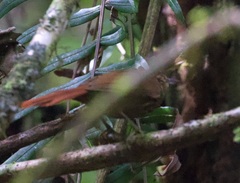 Anabacerthia striaticollis