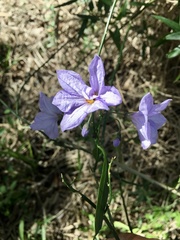 Solanum amygdalifolium