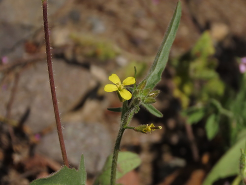 Hedge mustard (Sisymbrium officinale)